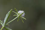 Blueflower eryngo